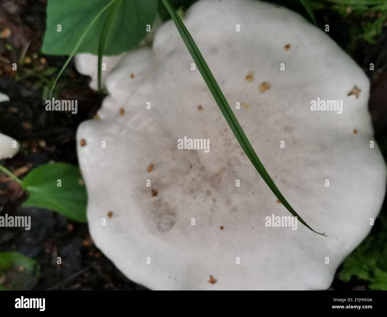 Sweetbread Mushroom (Clitopilus prunulus Stock Photo - Alamy