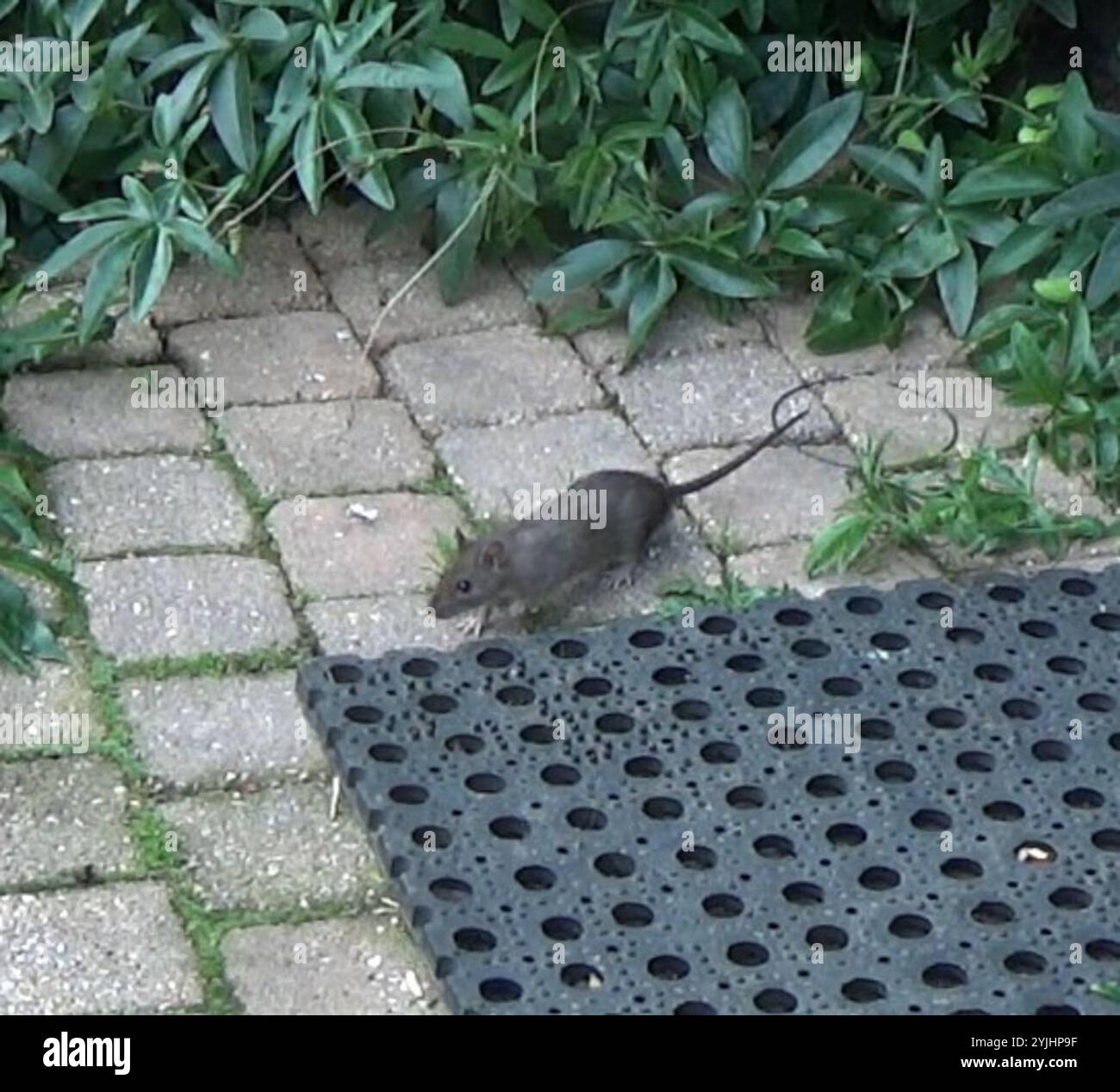 Old World Rats (Rattus Stock Photo - Alamy