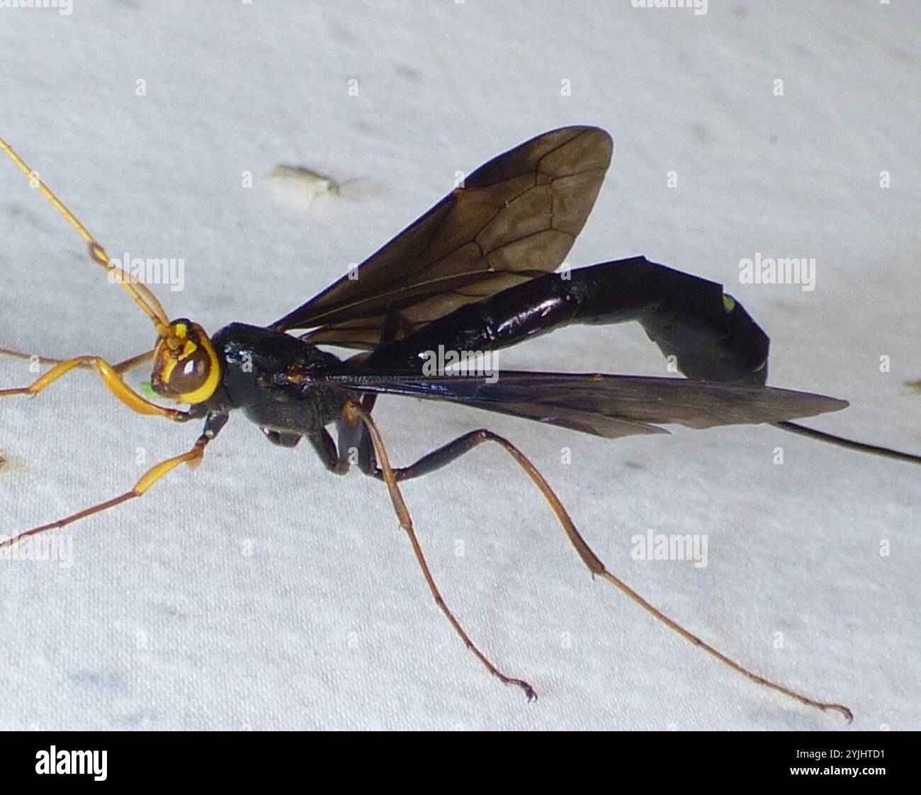 Black Giant Ichneumonid Wasp (Megarhyssa atrata Stock Photo - Alamy