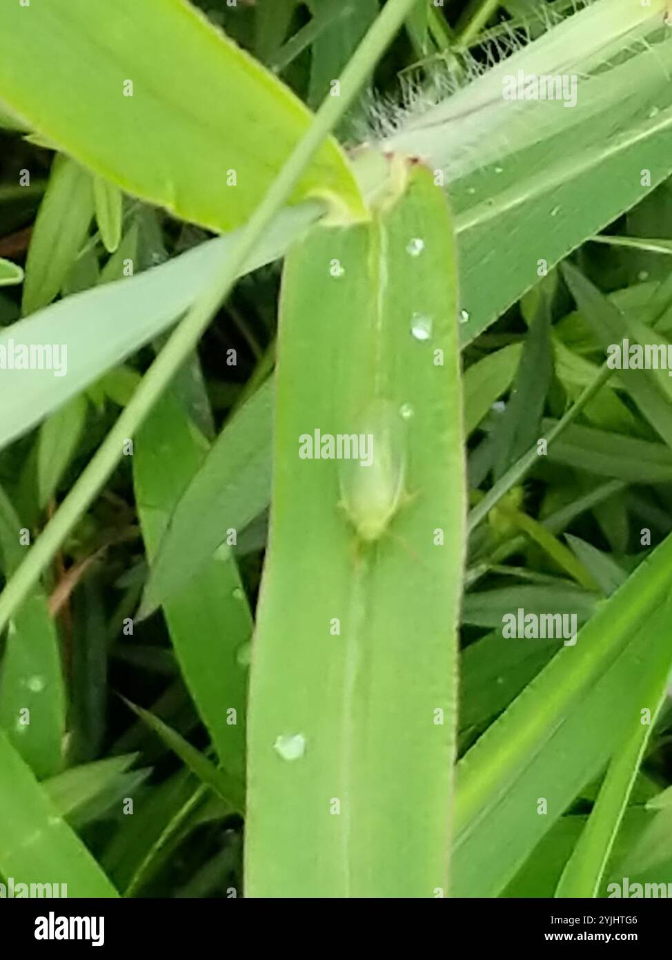 Lingula hi-res stock photography and images - Alamy