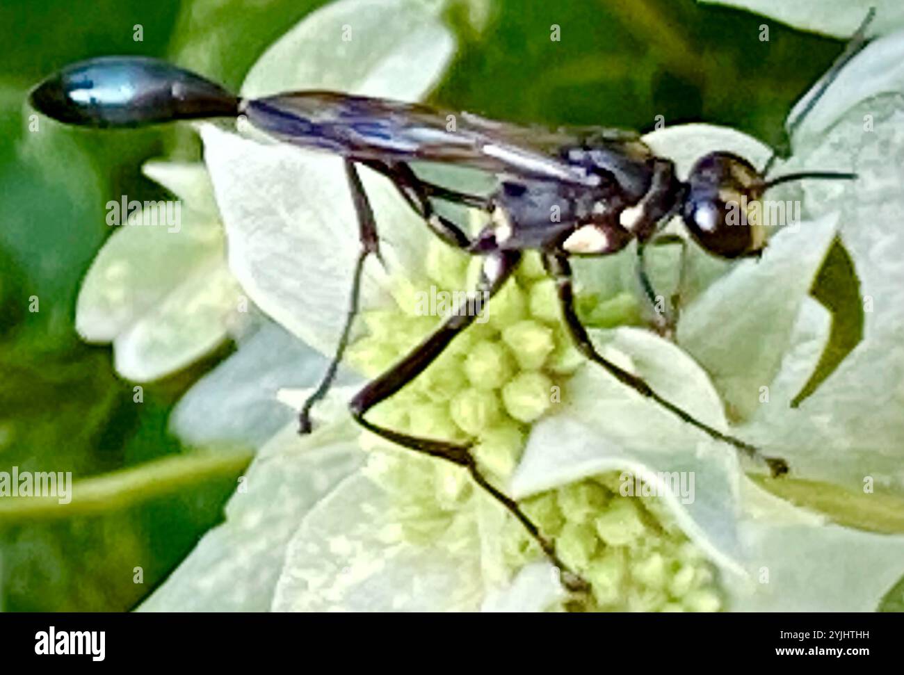 Gold-marked Thread-waisted Wasp (Eremnophila aureonotata Stock Photo ...