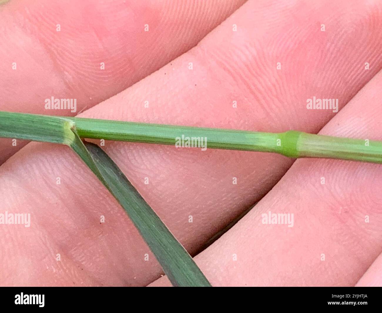 foxtails and bristlegrasses (Setaria Stock Photo - Alamy