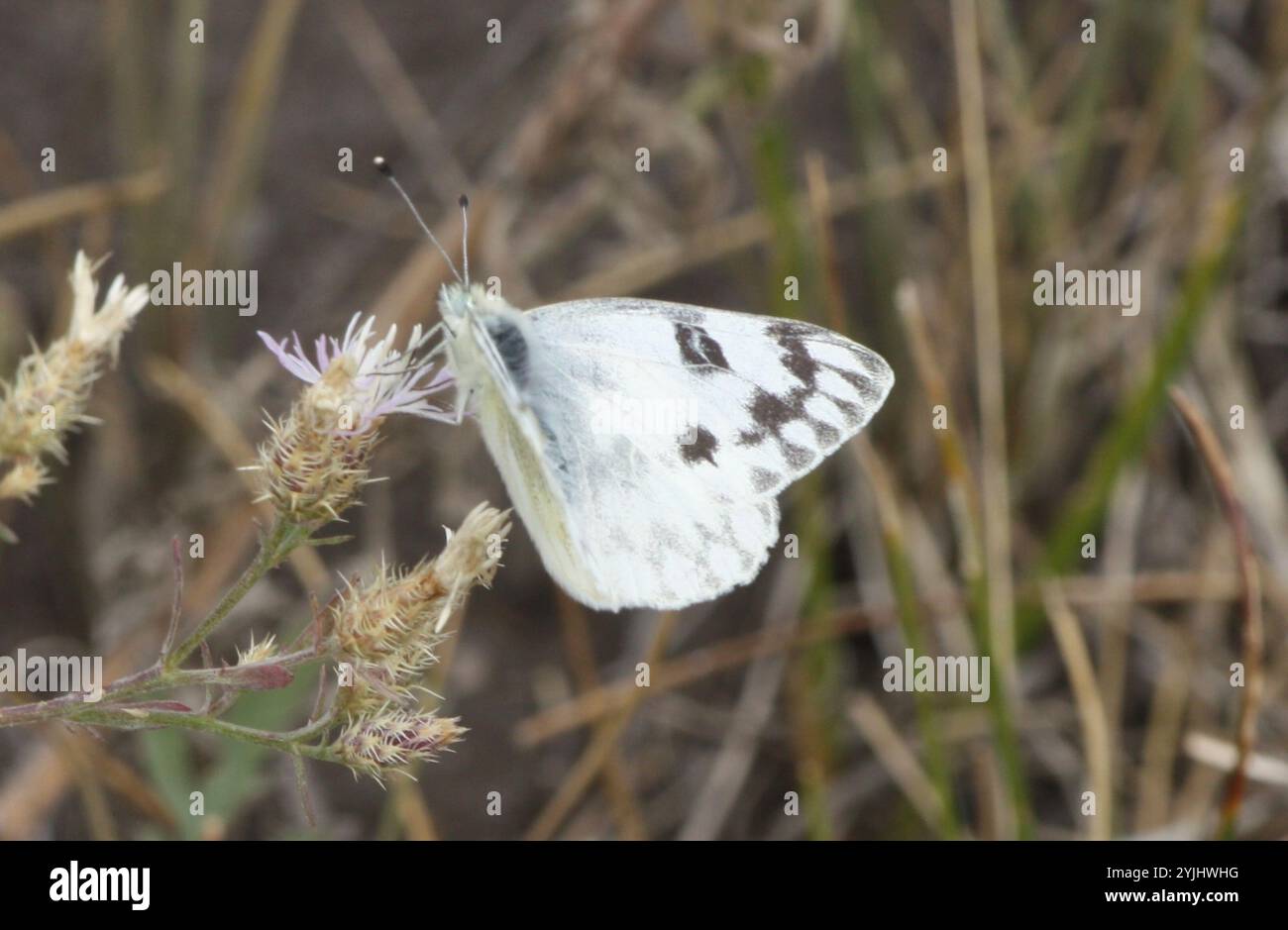 Western White (Pontia occidentalis Stock Photo - Alamy