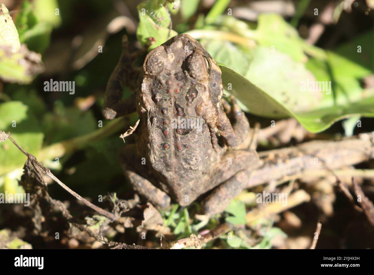 Cane Toad (Rhinella marina Stock Photo - Alamy