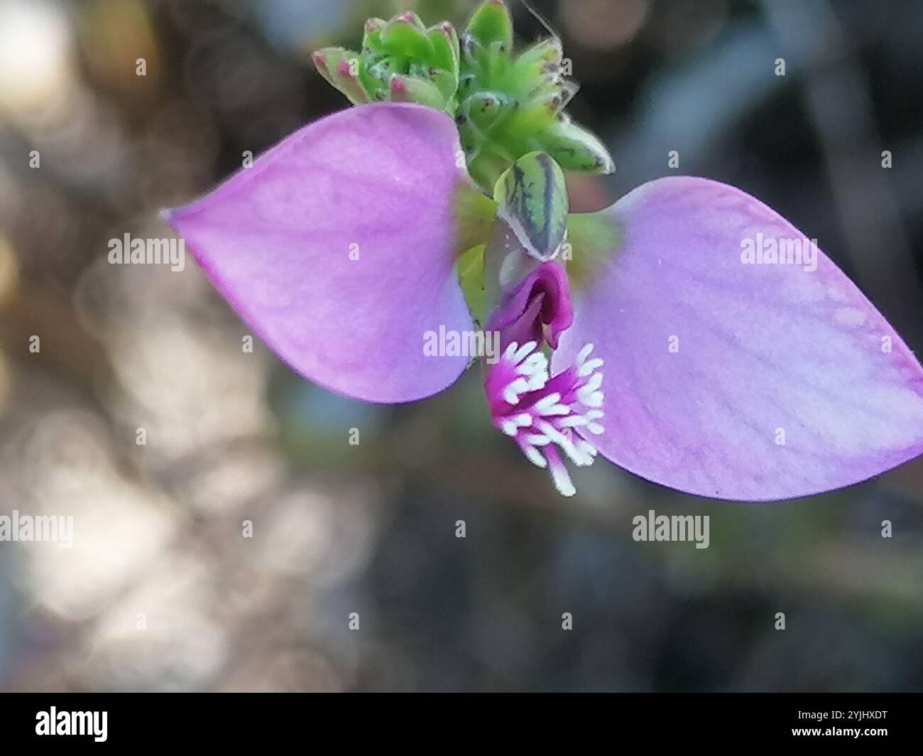 Shortkeel Falsepea (Polygala recognita Stock Photo - Alamy