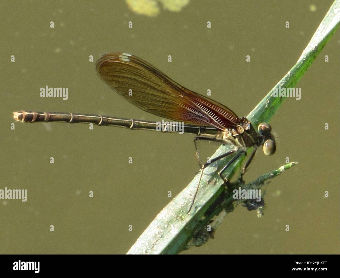American rubyspot hi-res stock photography and images - Alamy