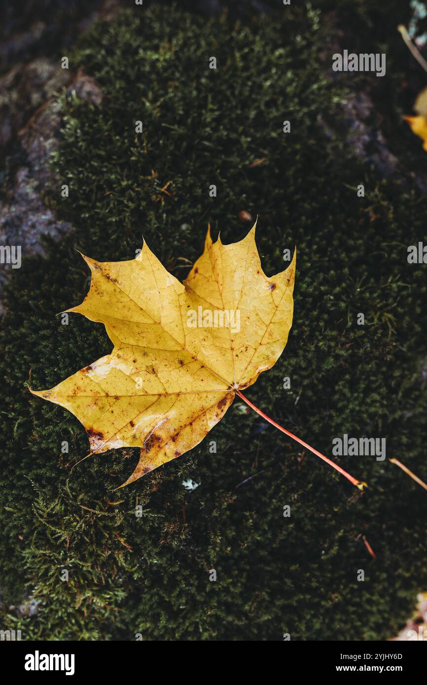 Yellow leaf laying on green moss growing on a rock in the rain Stock ...