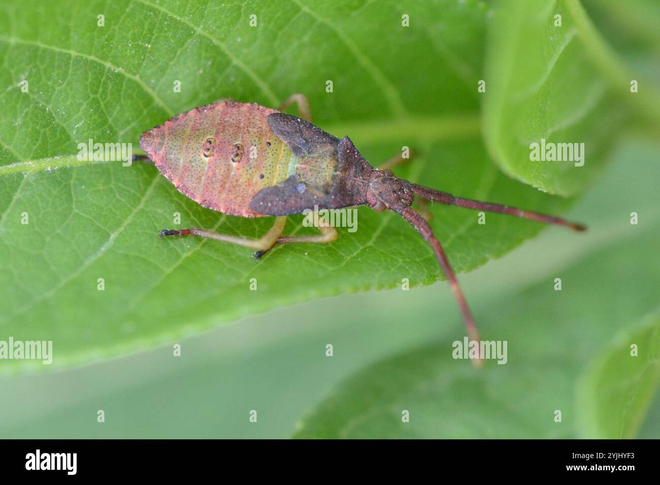 Box Bug (Gonocerus acuteangulatus Stock Photo - Alamy
