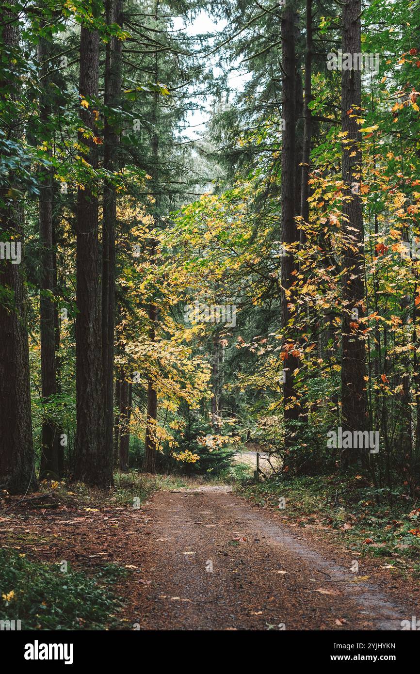 Dirt road through the tall trees in the fall Stock Photo - Alamy