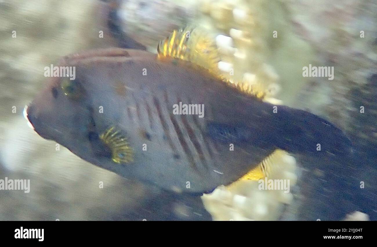 Broom Filefish (Amanses scopas Stock Photo - Alamy