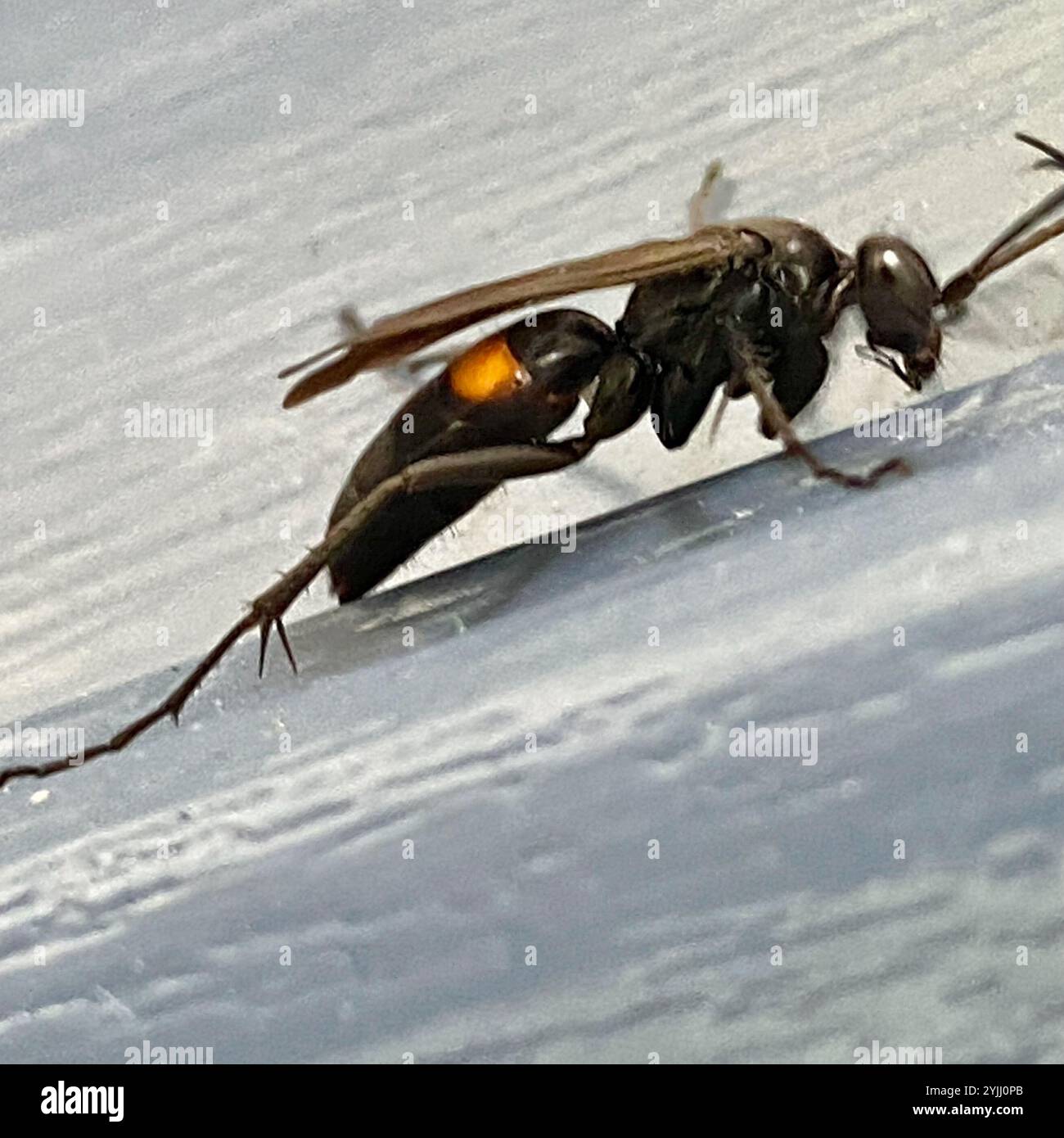 Blue-black Spider Wasps (Anoplius Stock Photo - Alamy