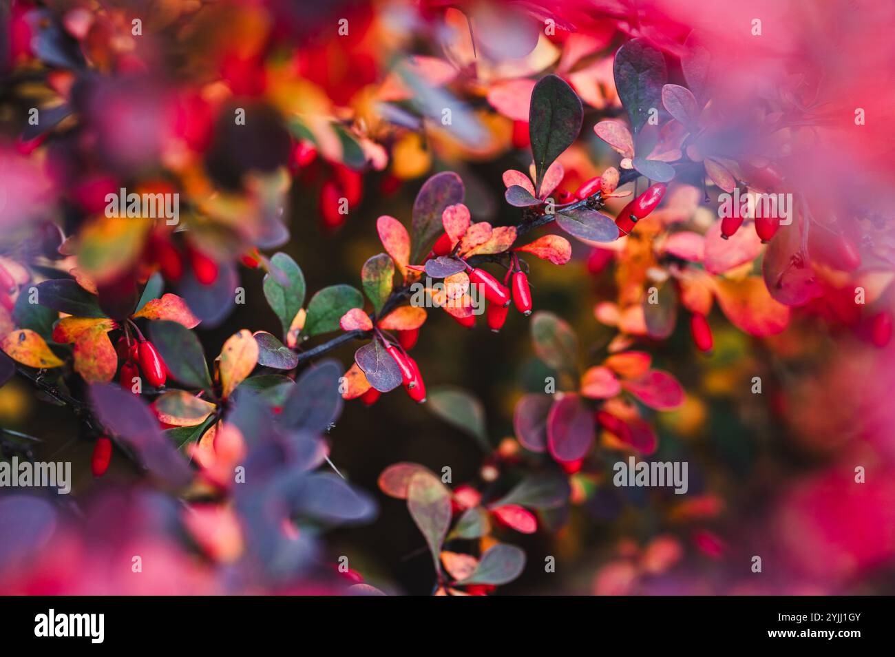 Close up of colorful leaves and berries on barberry shrub in autumn. Stock Photo