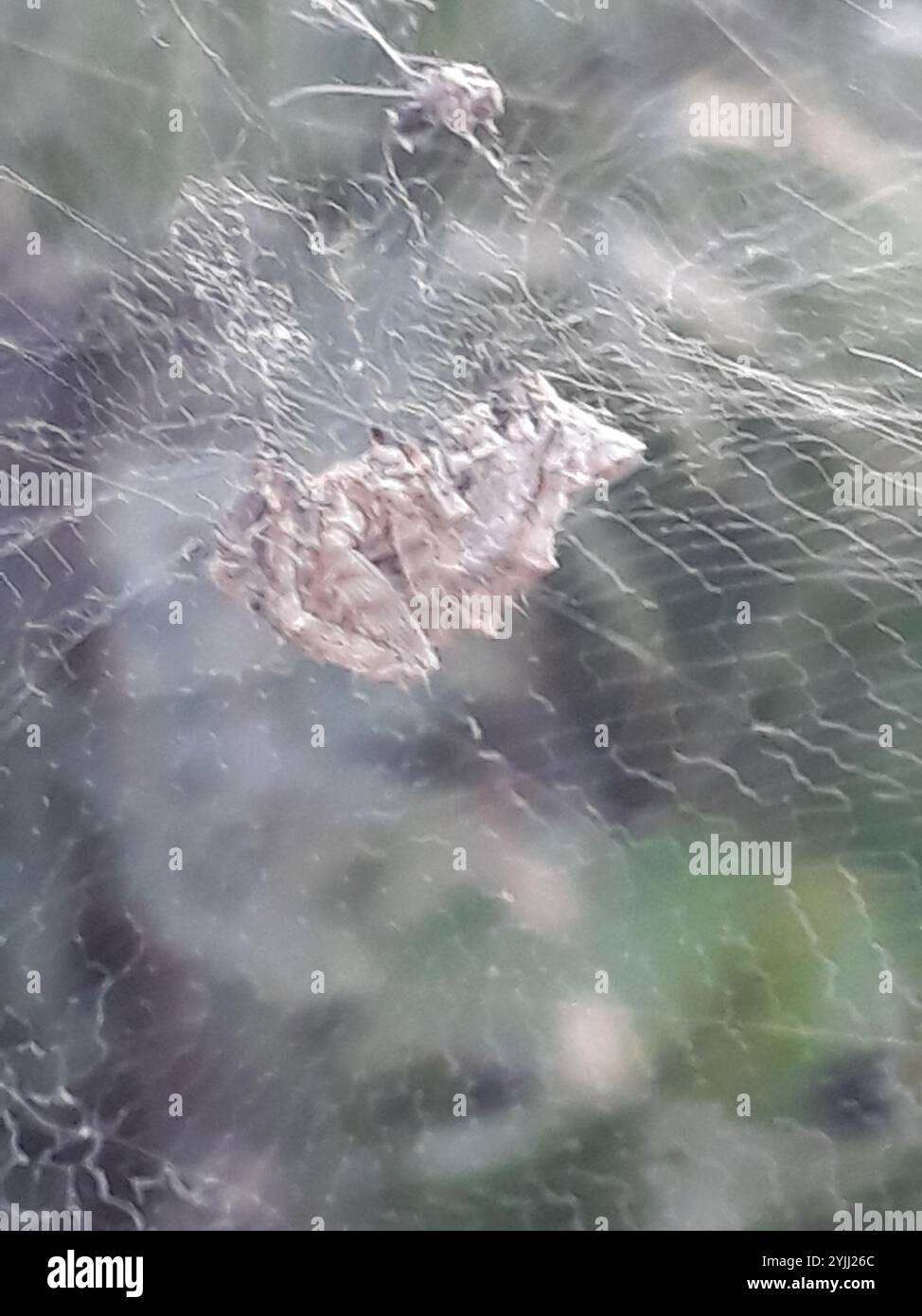 Tropical tent web spider hi-res stock photography and images - Alamy