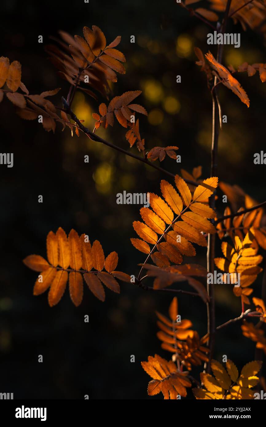 Glowing orange leaves of a mountain ash tree during autumn season Stock Photo