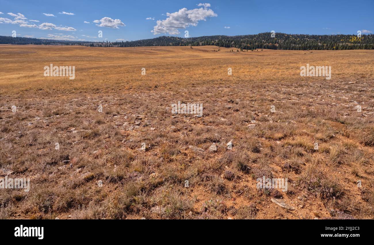 Pleasant Valley in Kaibab National Forest AZ Stock Photo