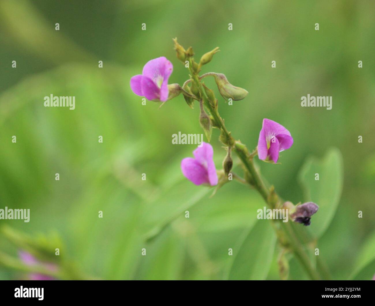 Tephrosia purpurea hi-res stock photography and images - Alamy