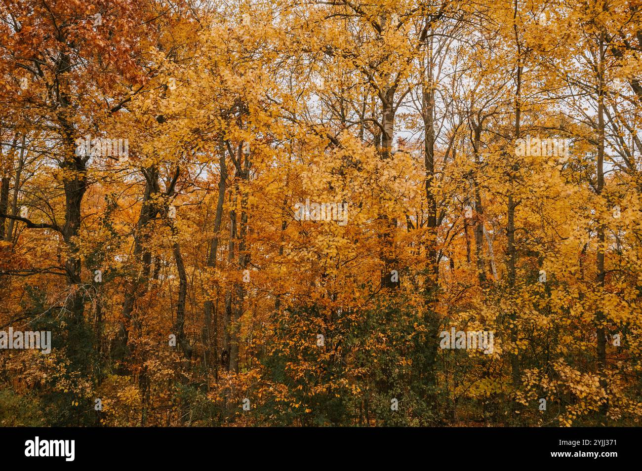Trees with colorful orange and yellow leaves on autumn day Stock Photo ...