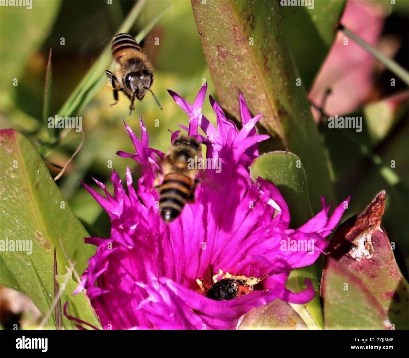 Cape Honey Bee (Apis mellifera capensis Stock Photo - Alamy