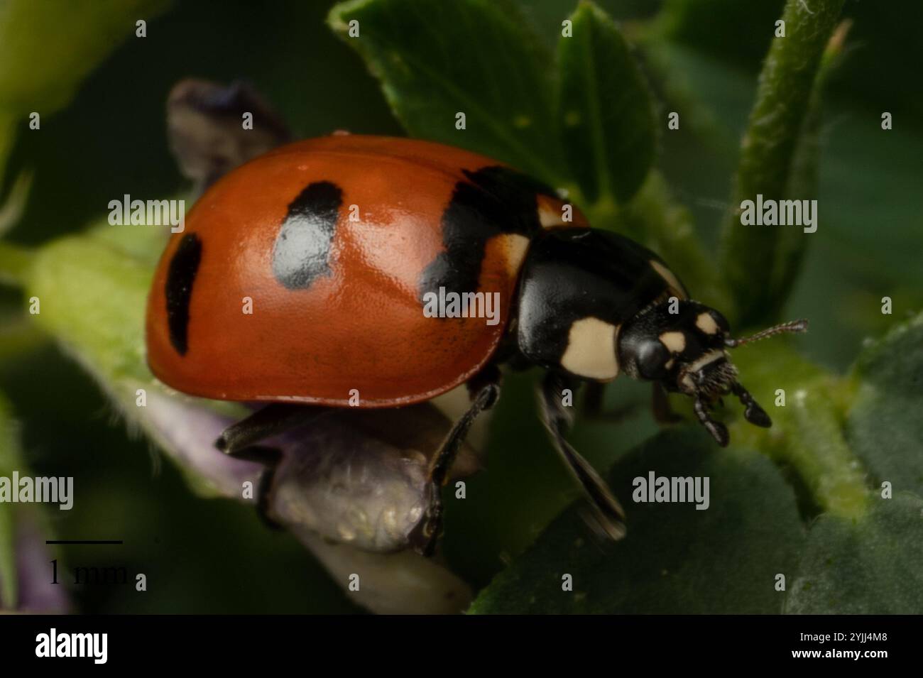 Transverse Lady Beetle (Coccinella transversoguttata Stock Photo - Alamy