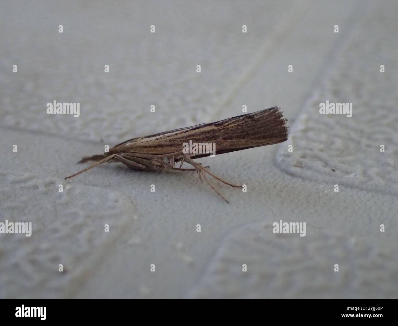 Trissecta Sod Webworm Moth (Pediasia trisecta Stock Photo - Alamy