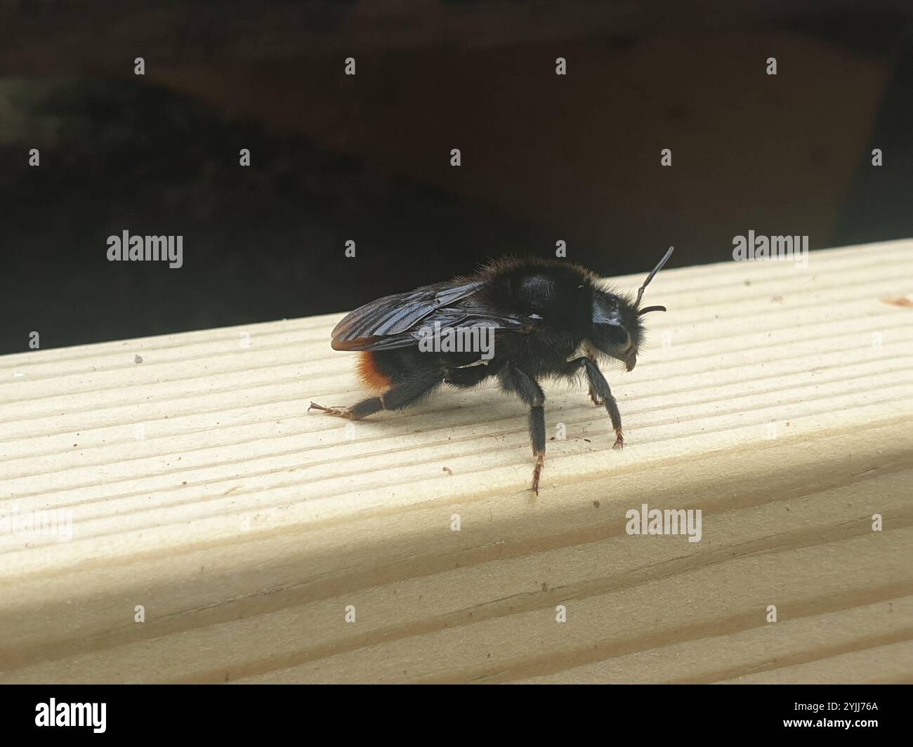 Hill Cuckoo Bumble bee (Bombus rupestris Stock Photo - Alamy