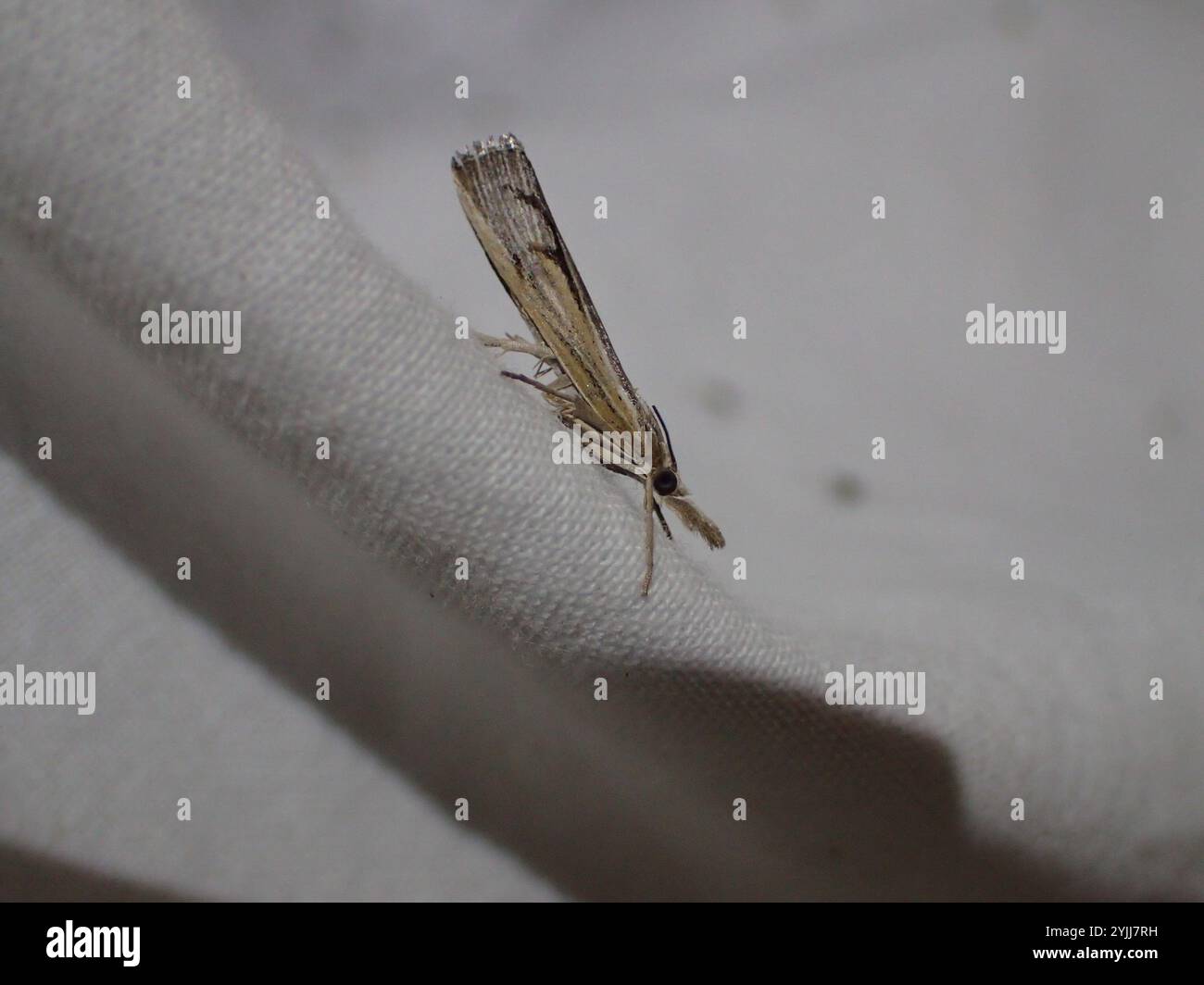 Trissecta Sod Webworm Moth (Pediasia trisecta Stock Photo - Alamy