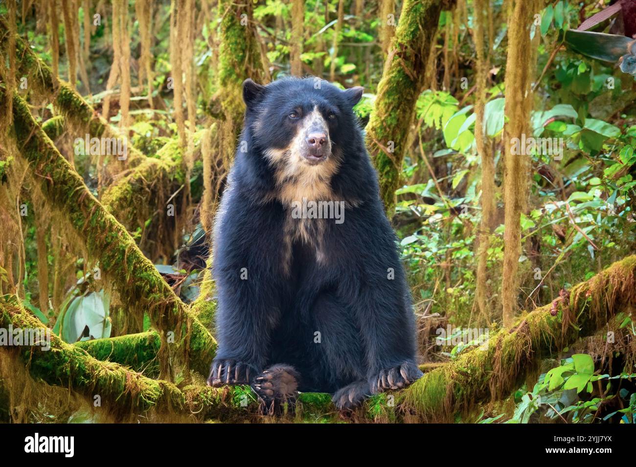 Spectacled bear (Tremarctos ornatus) in selective focus and depth blur. Stock Photo