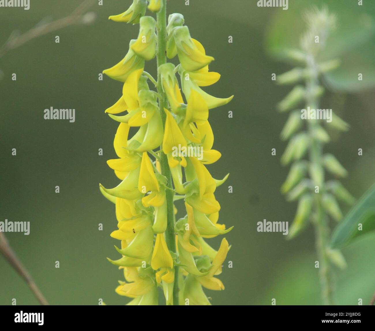 Rattlepod hi-res stock photography and images - Alamy