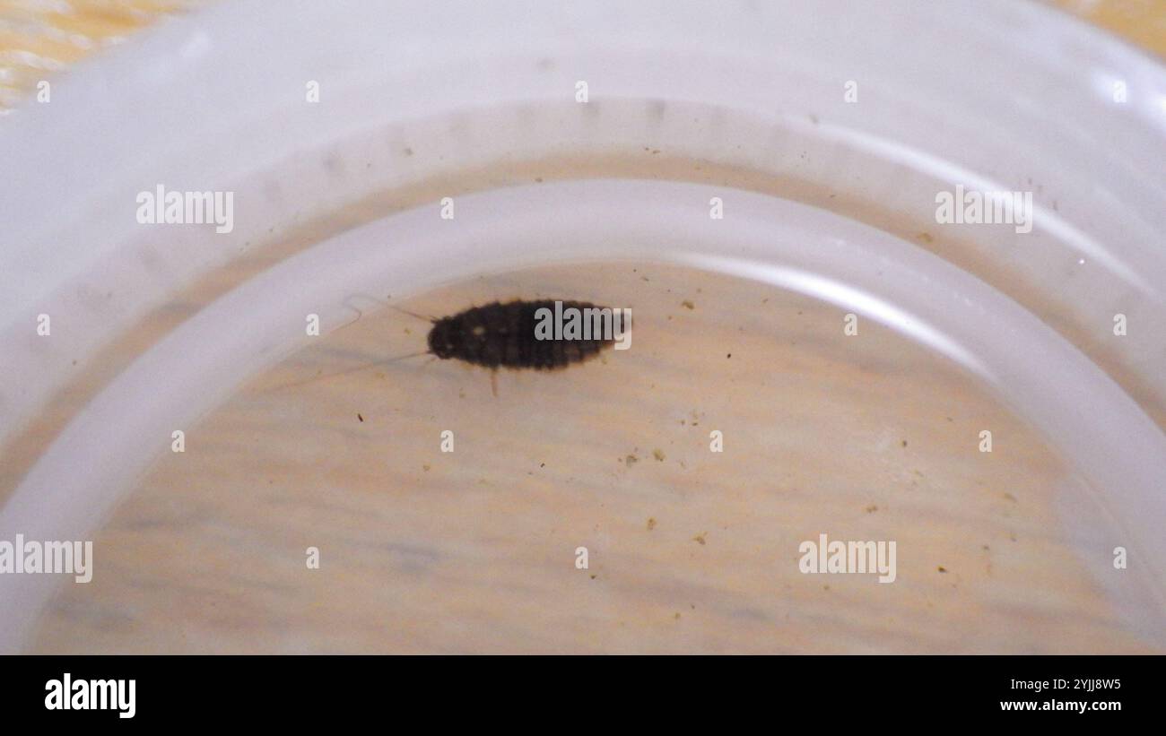 Marsh Beetles (Scirtidae Stock Photo - Alamy