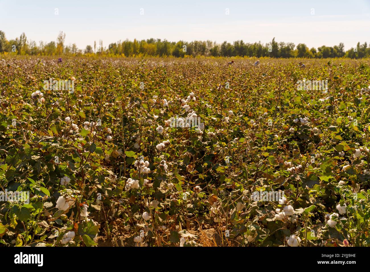 Field ripe cotton flower plants hi-res stock photography and images - Alamy