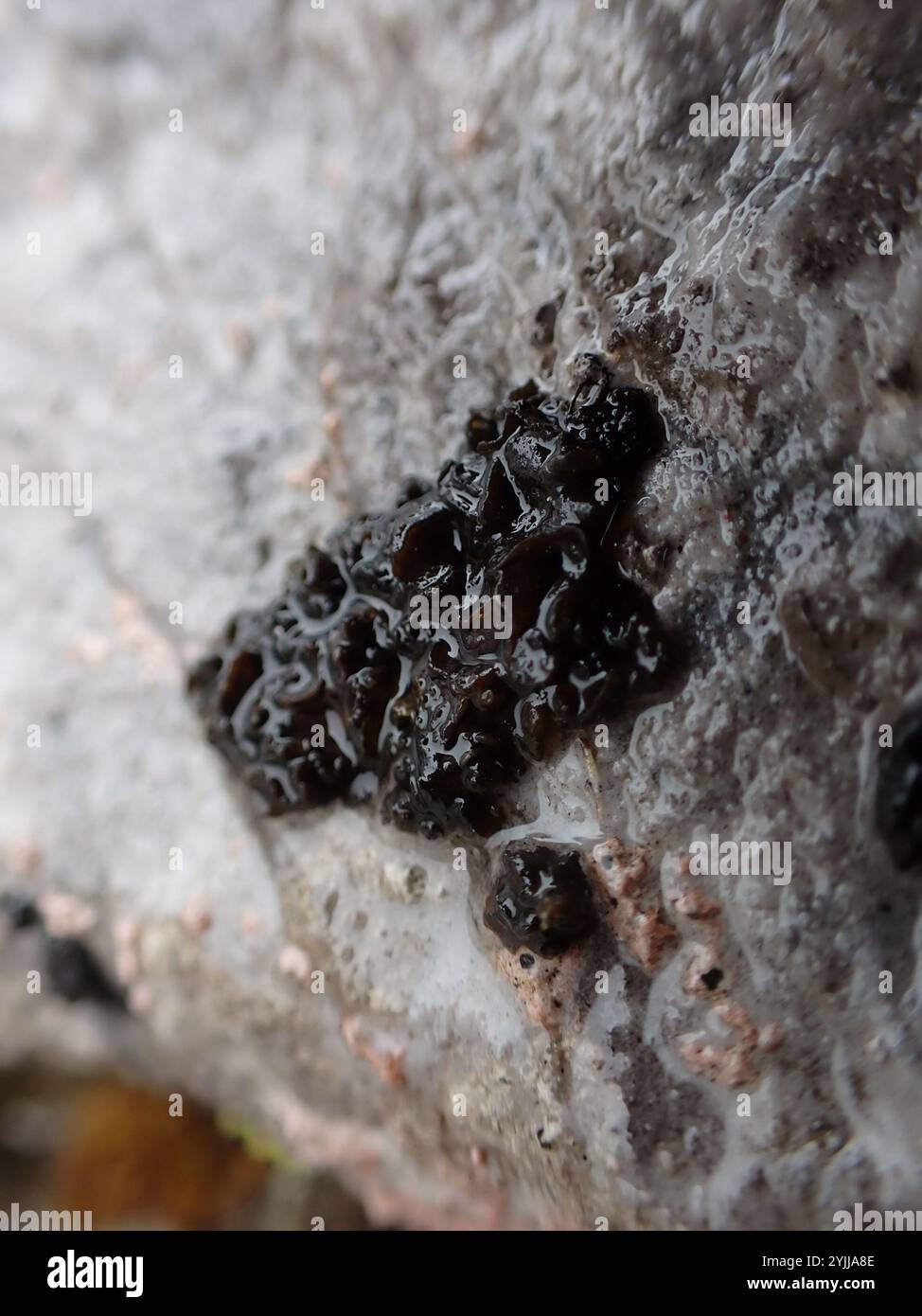 Crumpled Rock Tarpaper Lichen (Lathagrium fuscovirens Stock Photo - Alamy