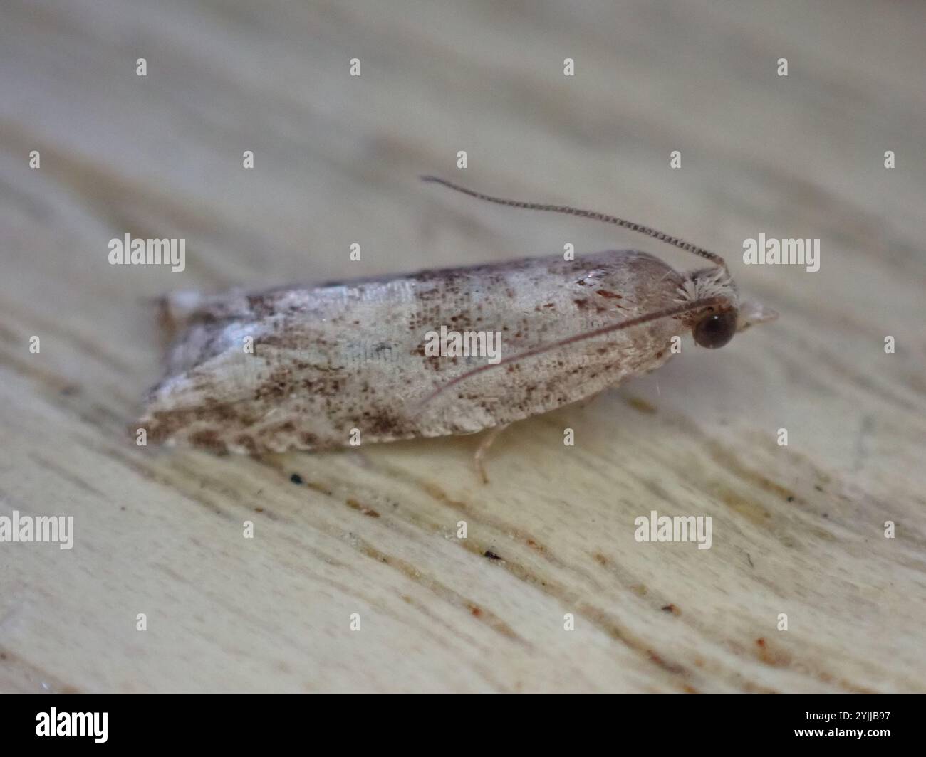 Eye-spotted Bud Moth (Spilonota ocellana Stock Photo - Alamy