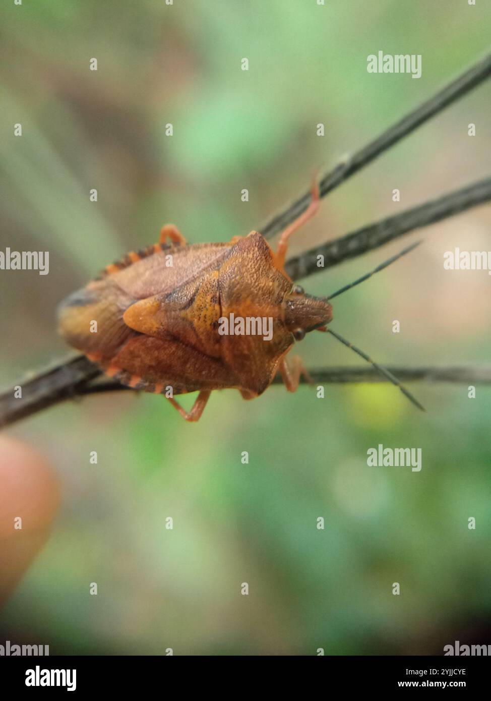 Black shouldered shieldbug hi-res stock photography and images - Alamy