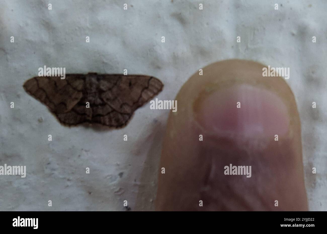 Flying Geometer Moth Geometer Moths (Geometridae Stock Photo - Alamy