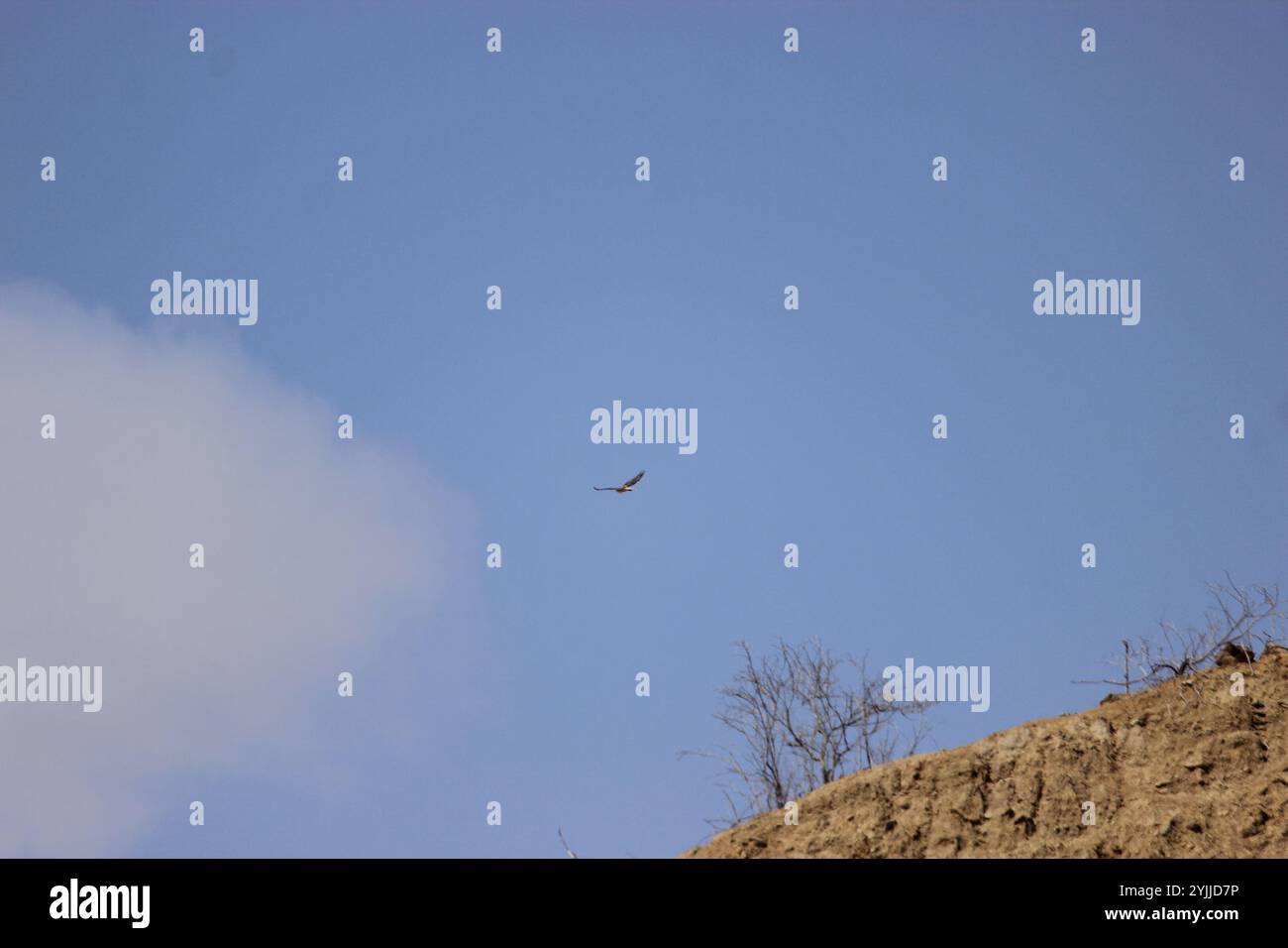 Geranoaetus polyosoma hi-res stock photography and images - Alamy