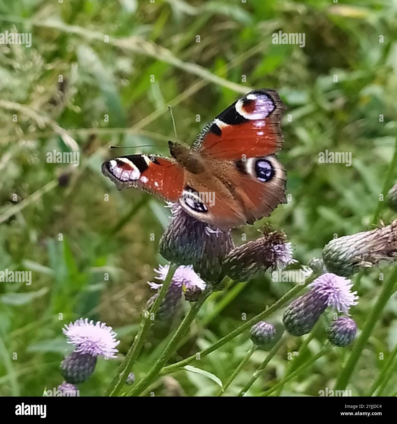 European Peacock Butterfly (Aglais io Stock Photo - Alamy