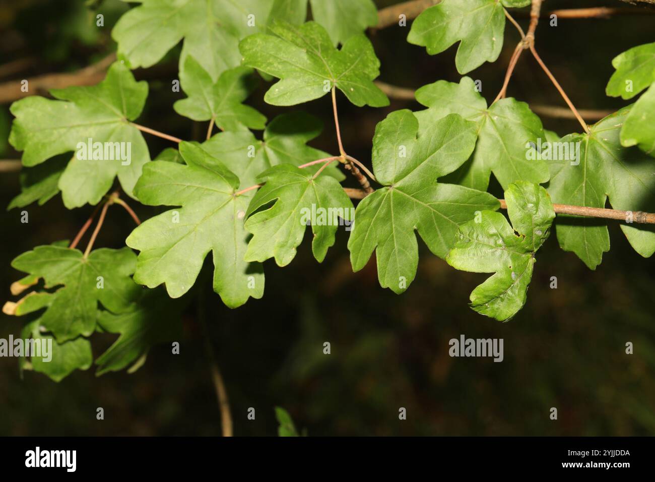 field maple (Acer campestre Stock Photo - Alamy