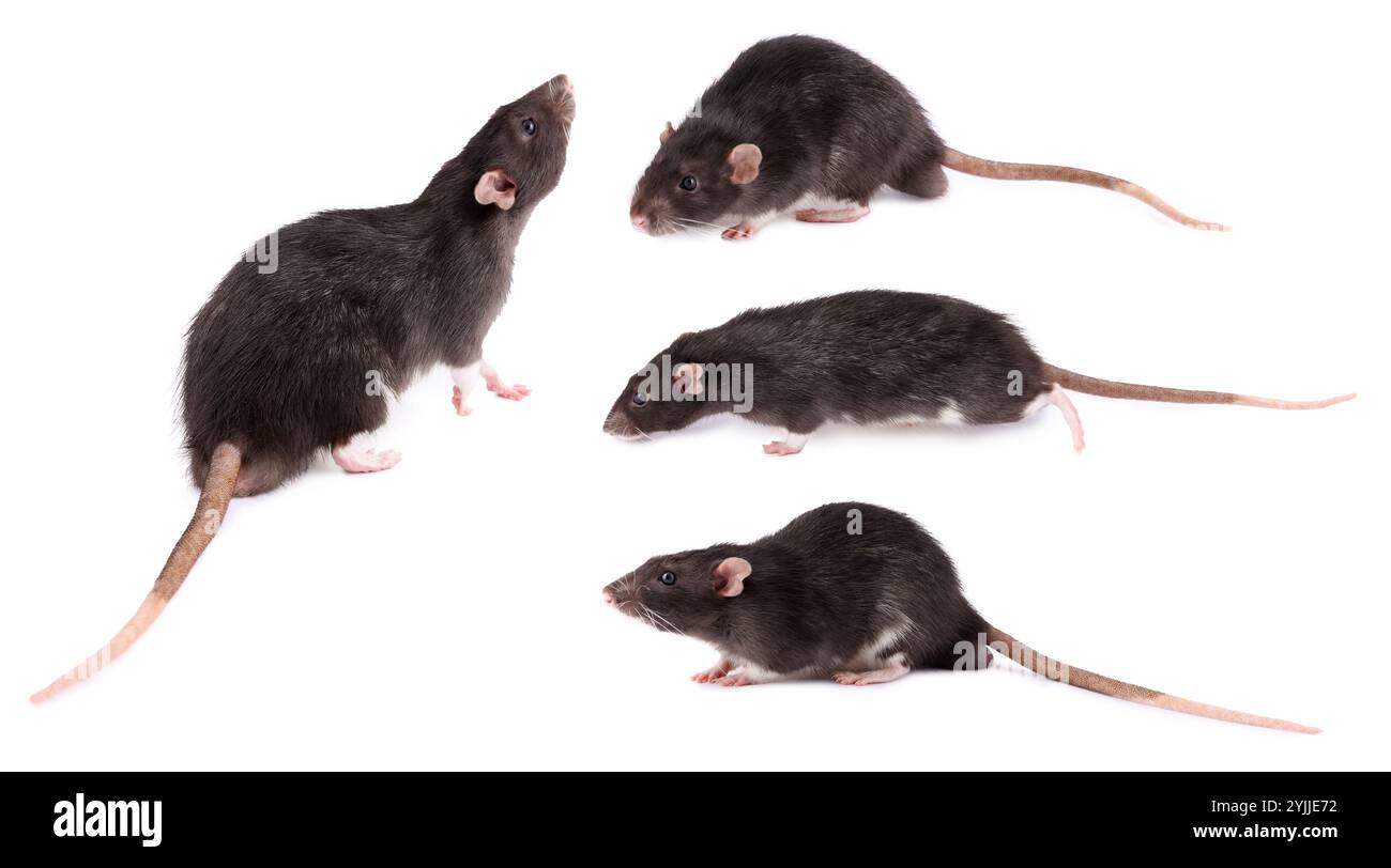 Fluffy rat isolated on white, collage. Rodent Stock Photo - Alamy