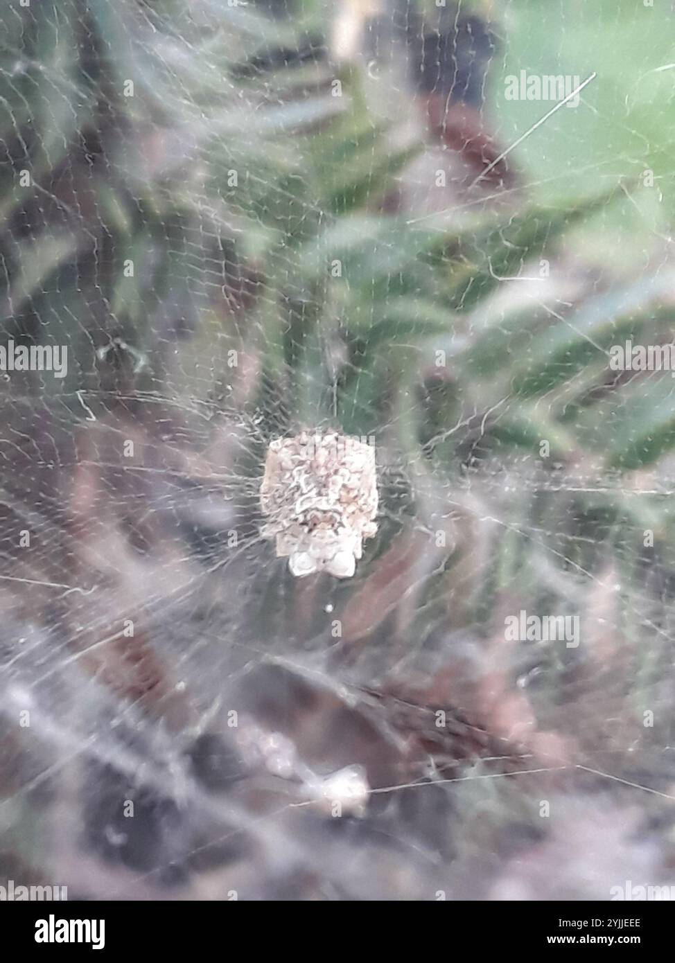 Tropical Tent-web Spider (Cyrtophora citricola Stock Photo - Alamy