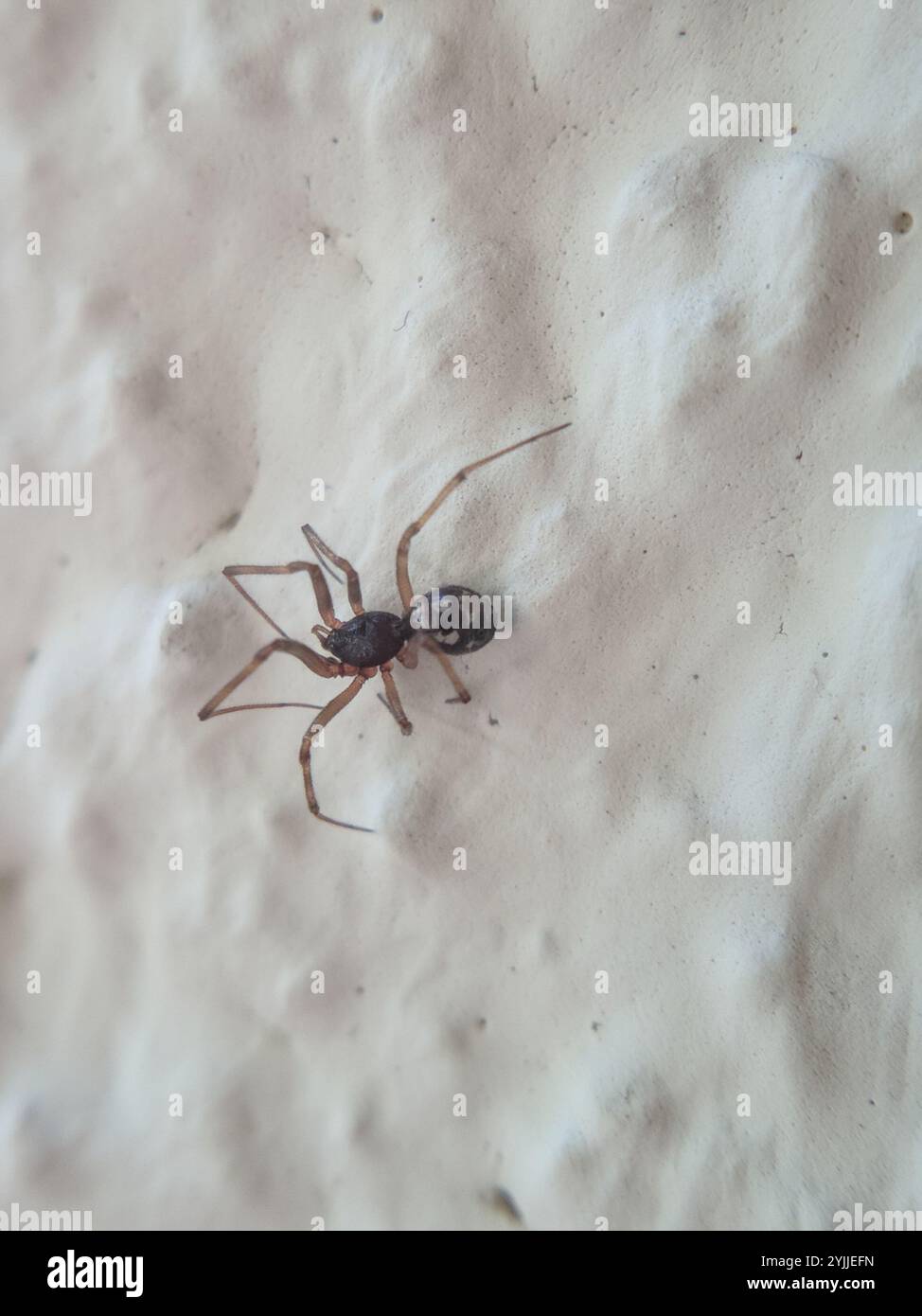 Triangulosa hi-res stock photography and images - Alamy