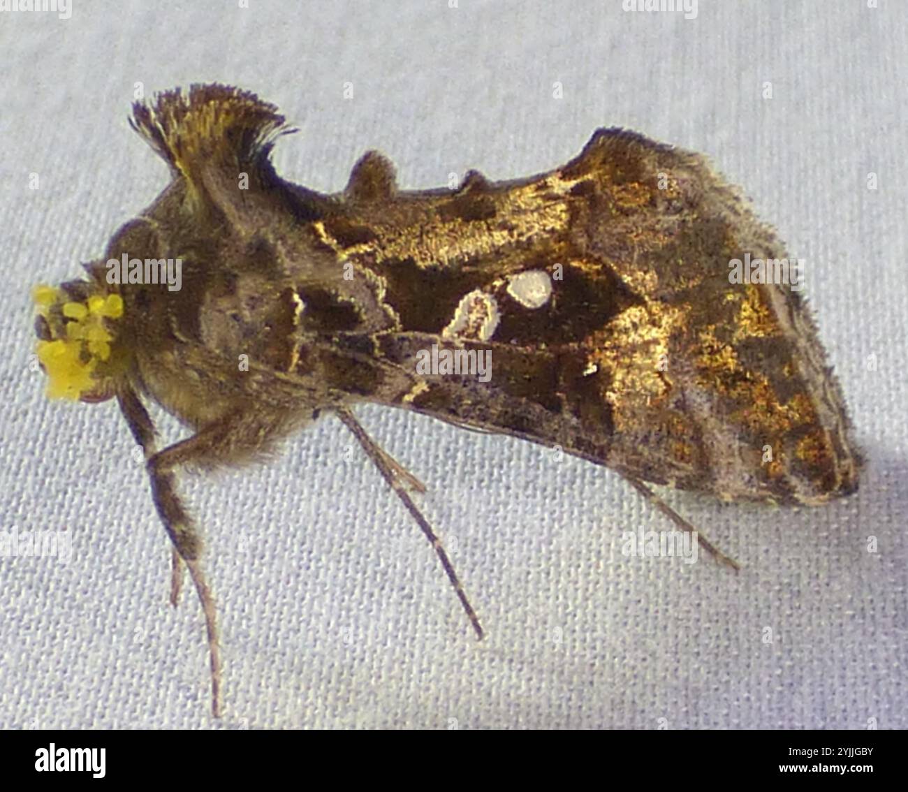 Soybean Looper Moth (Chrysodeixis includens Stock Photo - Alamy