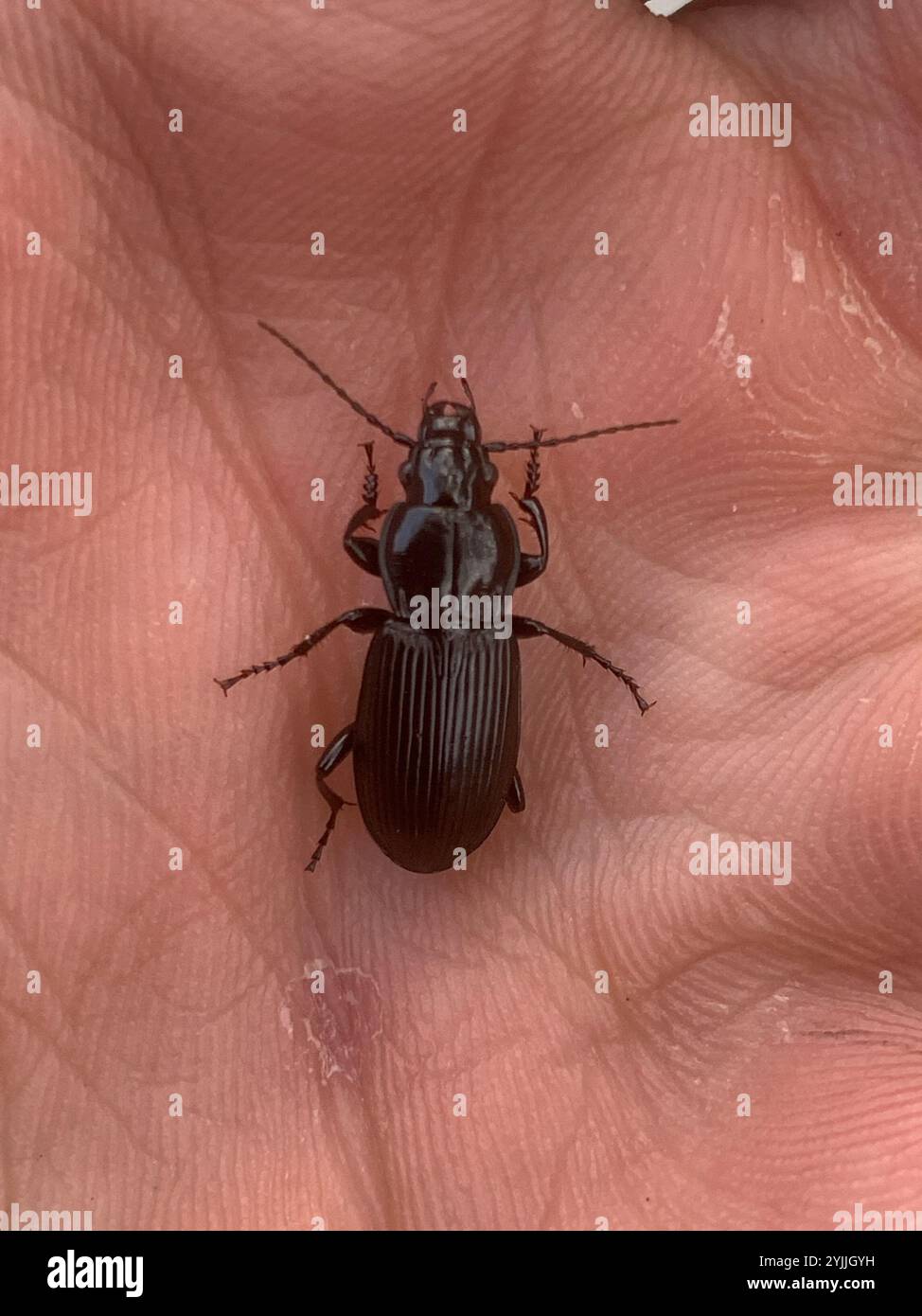Clock Insect Blackclock Ground Beetles (Pterostichus Stock Photo - Alamy