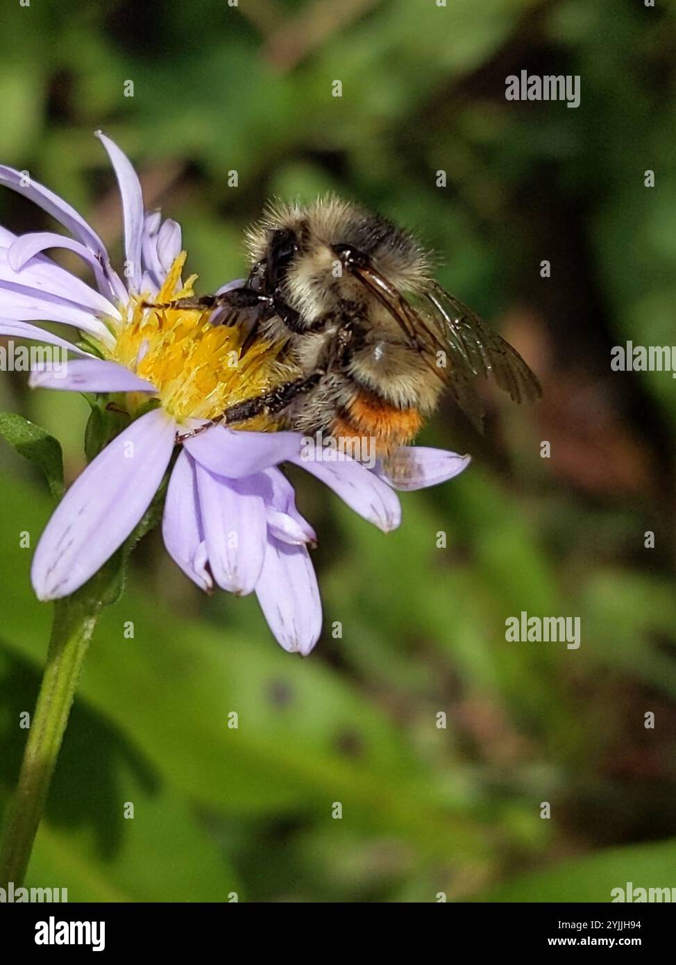 Yellow-Fronted Bumble Bee (Bombus flavifrons Stock Photo - Alamy