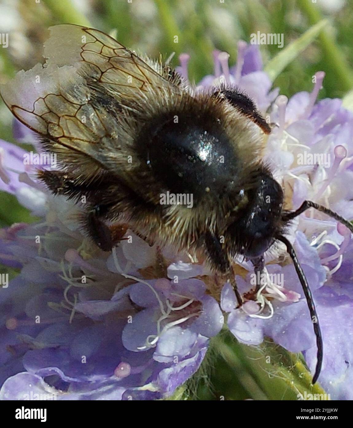Bombus rupestris hi-res stock photography and images - Alamy