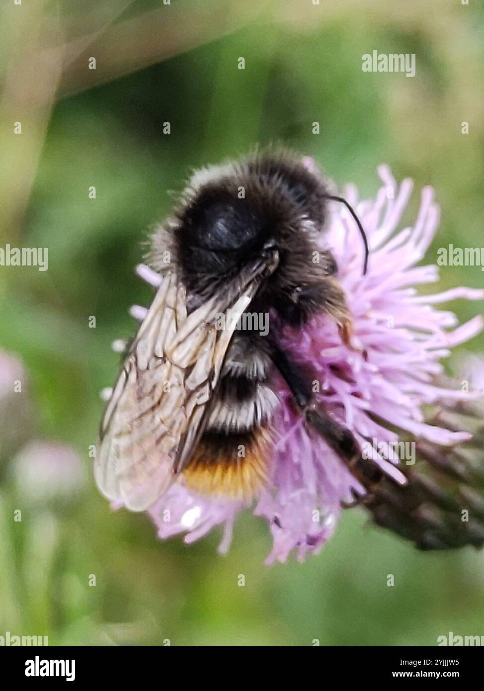 Hill Cuckoo Bumble bee (Bombus rupestris Stock Photo - Alamy