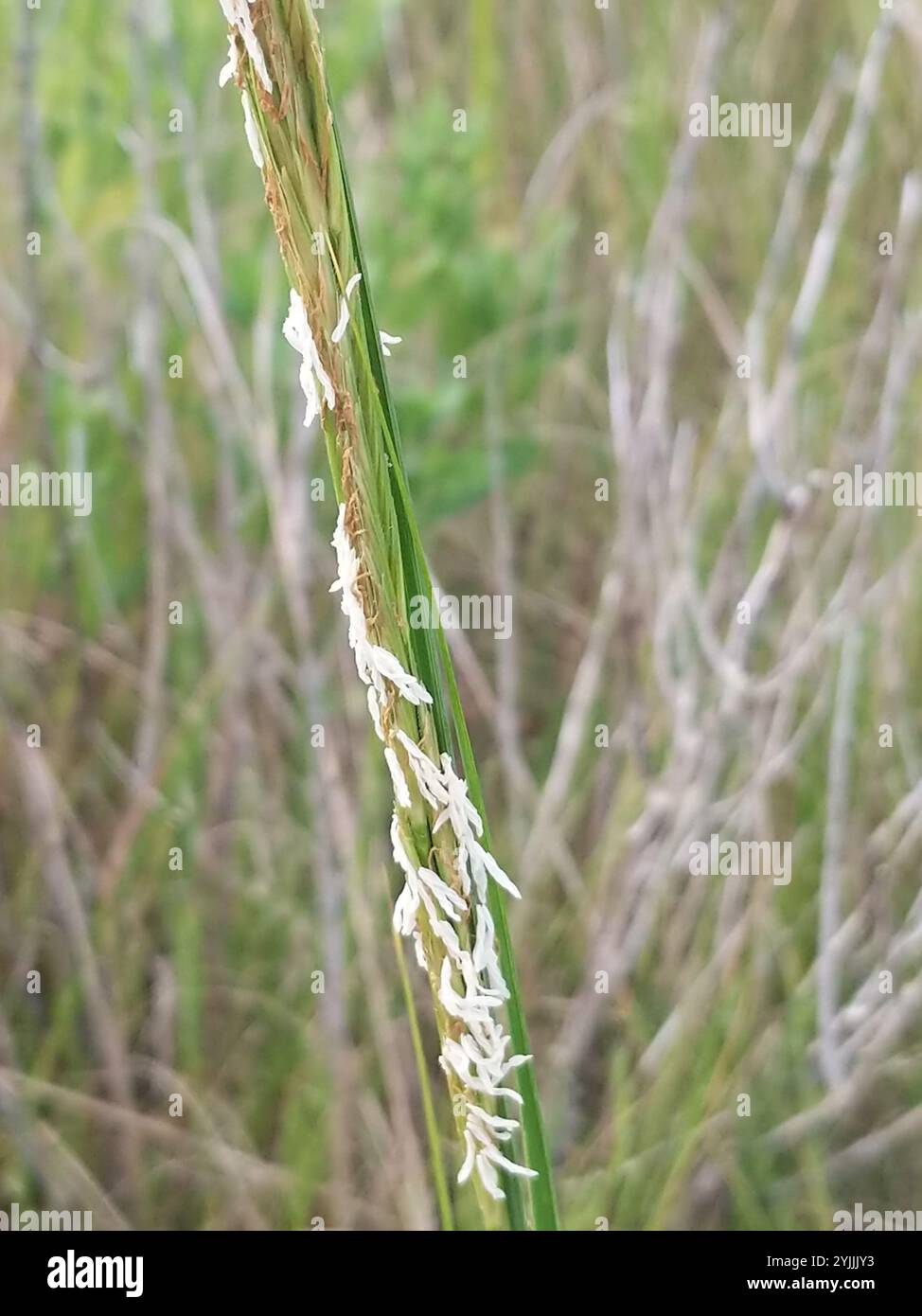 Sand Reed dropseeds, cordgrasses, and sandreeds (Sporobolus Stock Photo - Alamy