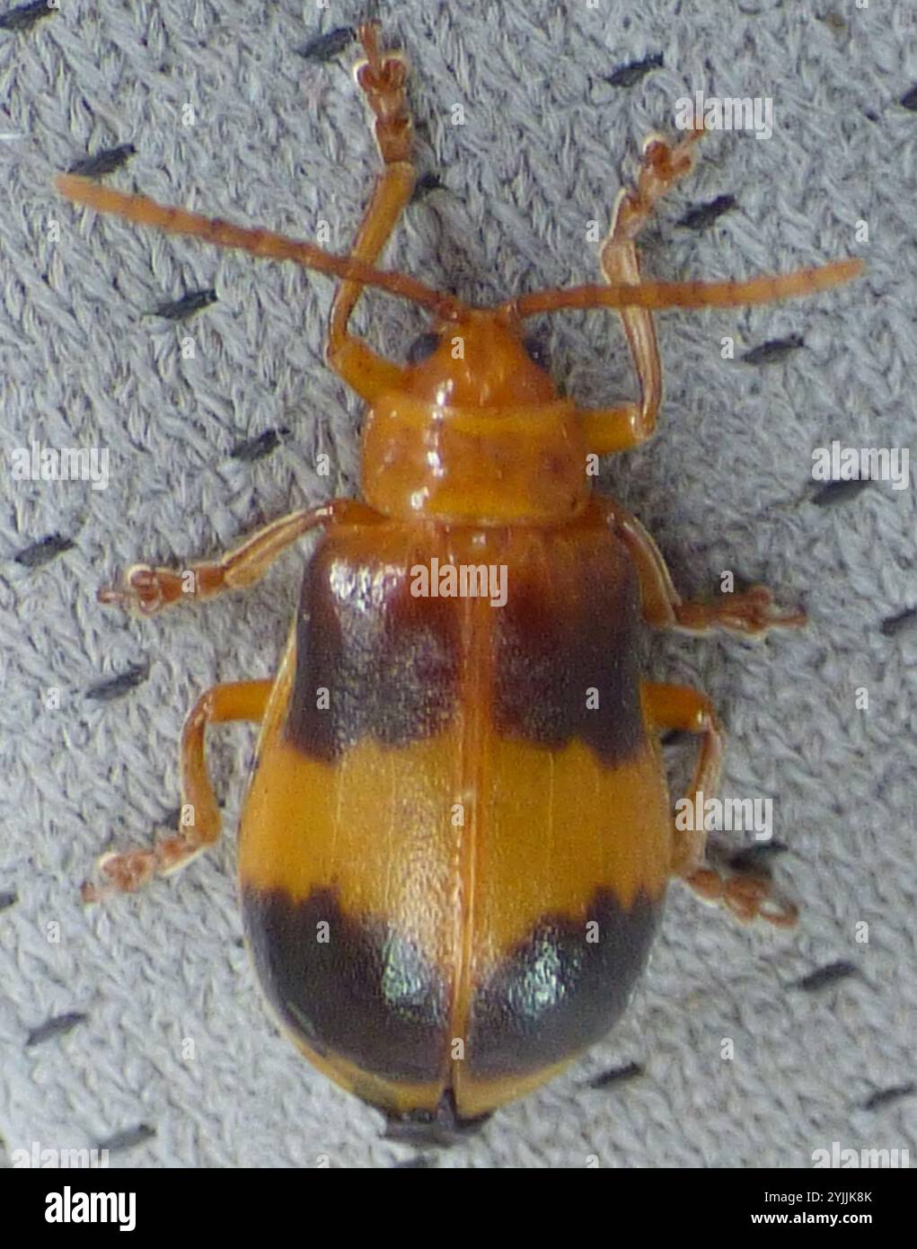 Larger elm leaf beetle monocesta coryli stock photo alamy