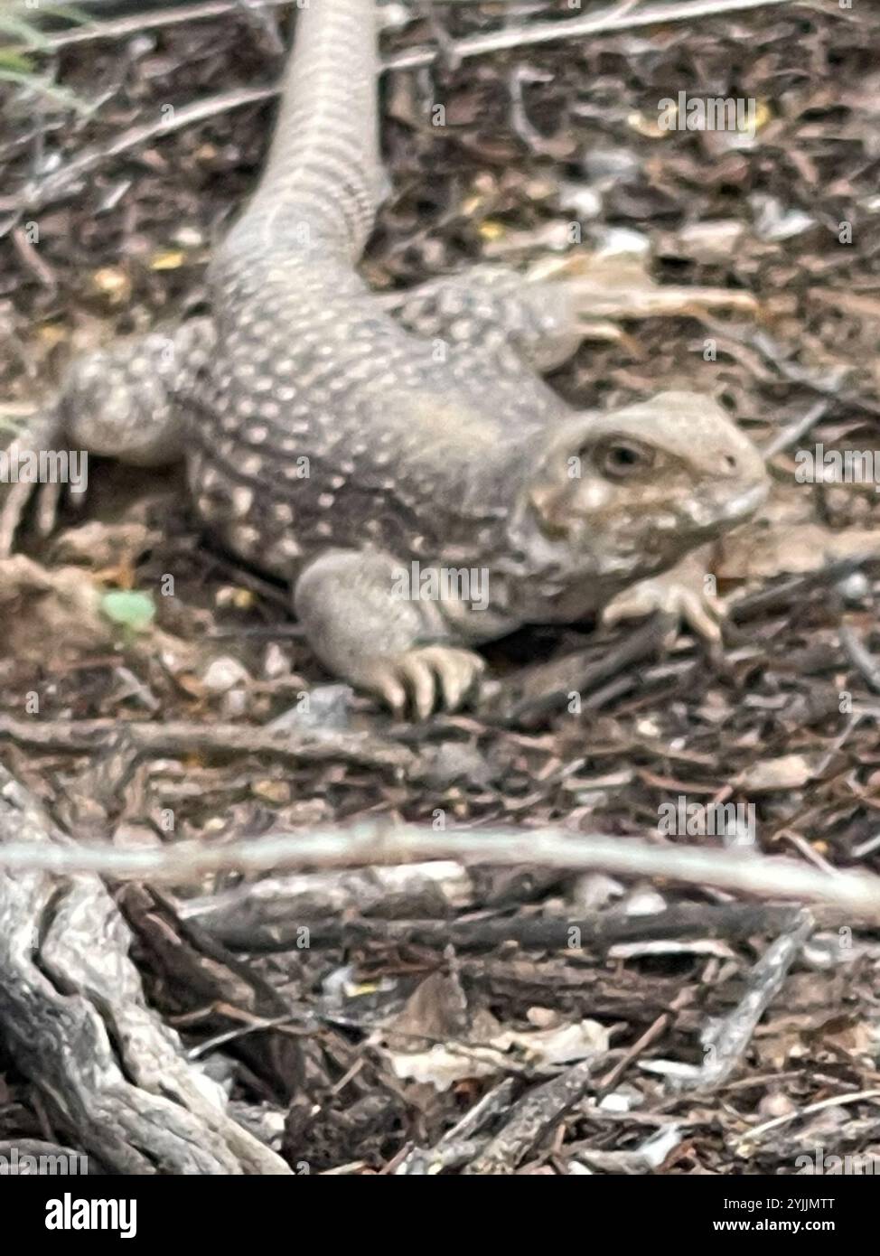 Desert Iguana (Dipsosaurus dorsalis Stock Photo - Alamy