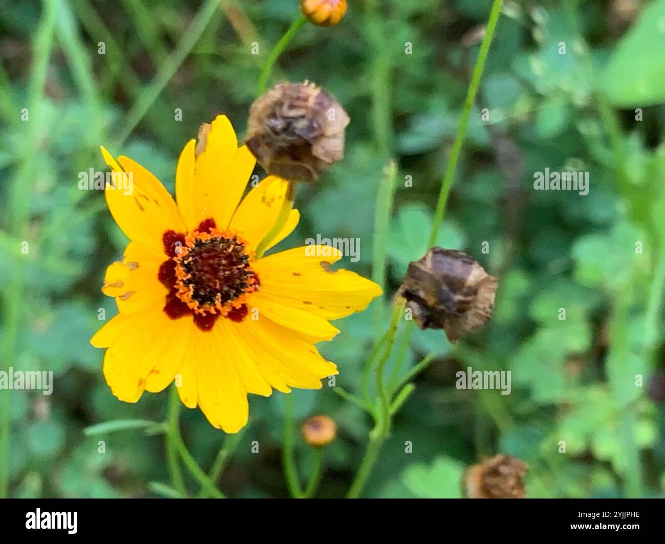 Vibrant Plains Coreopsis Scene for Your Screen Vibrant Plains Coreopsis Scene for Your Screen