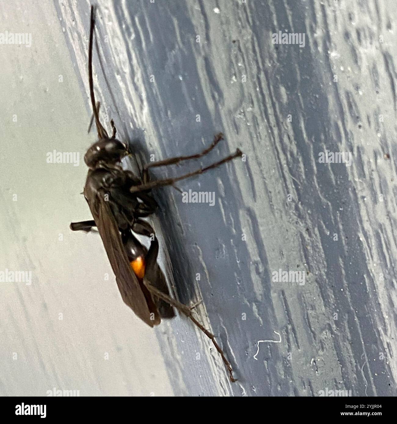 Blue-black Spider Wasps (Anoplius Stock Photo - Alamy